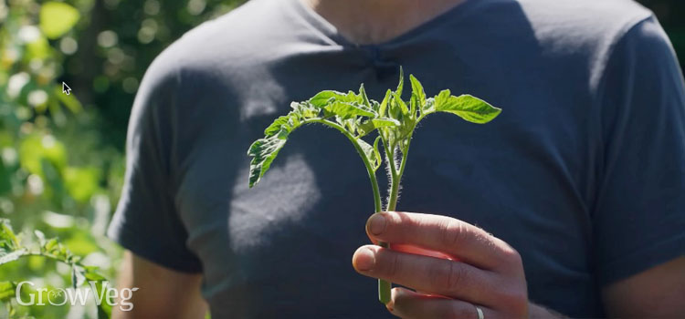 Tomato top pruned out
