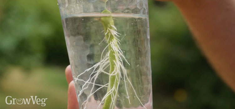 Rooting a tomato cutting in water 