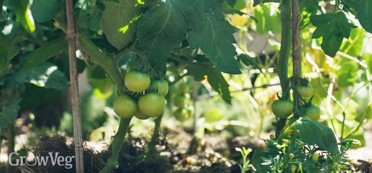 Tomato plants with lower leaves pruned