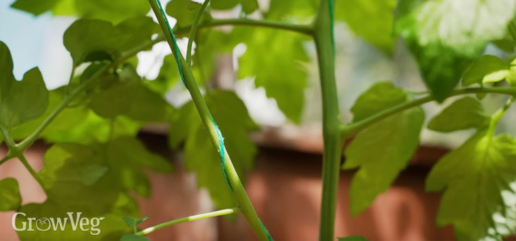 Supporting a tomato sucker