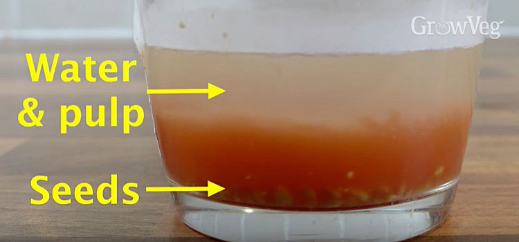Tomato pulp and water separating from seeds