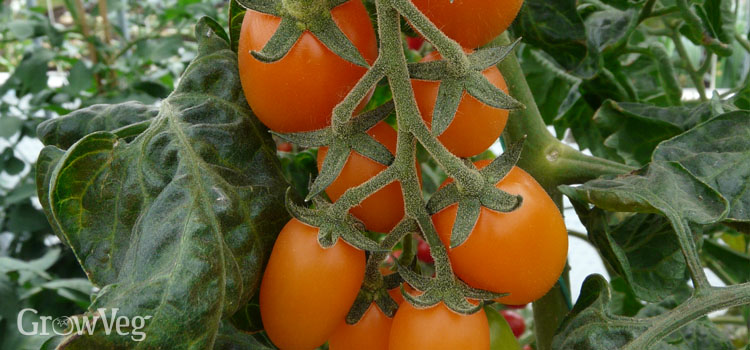 Tomato ‘Santorange’