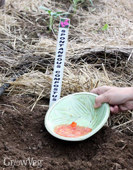 Burying tomato seeds is an easy way to start seedlings next spring