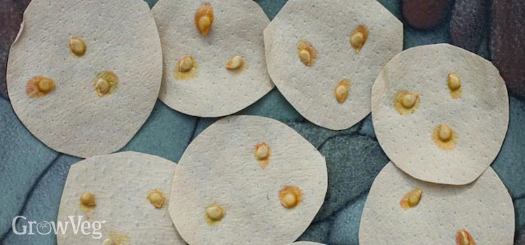 Seed discs of tomatoes, dried and ready to sow next year