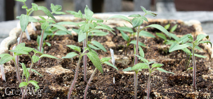 8 Tips for Growing Tomatoes from Seed