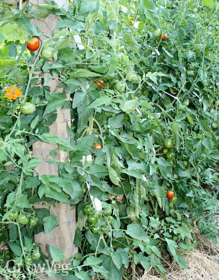 Tomato 'Stupice' growing well