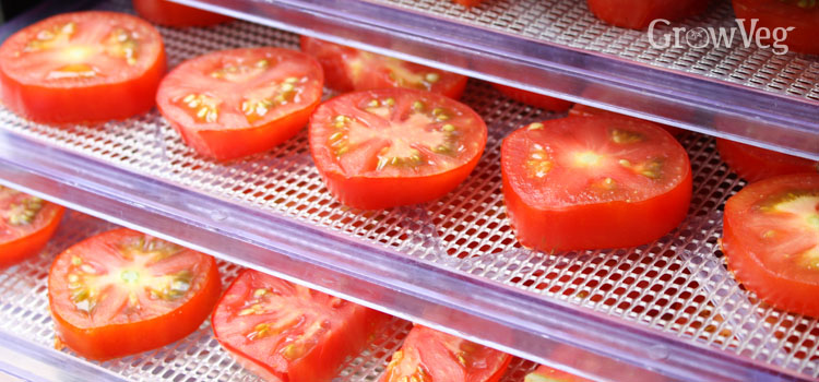 Tomatoes drying on dehydrator trays