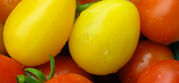 Save money by growing your own tomatoes