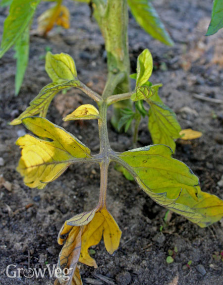 Yellowed leaves on a tomato plant