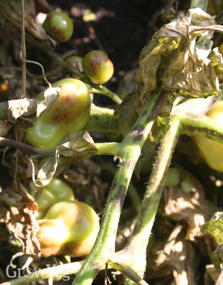 Tomatoes with blight