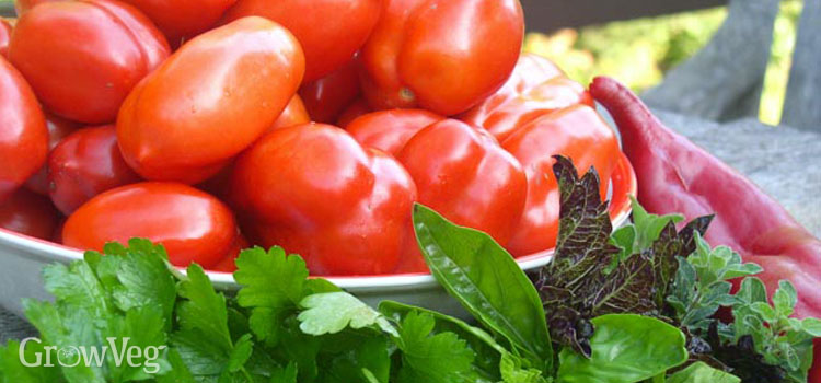 https://gardenplannerwebsites.azureedge.net/blog/tomatoes-for-canning-2x.jpg