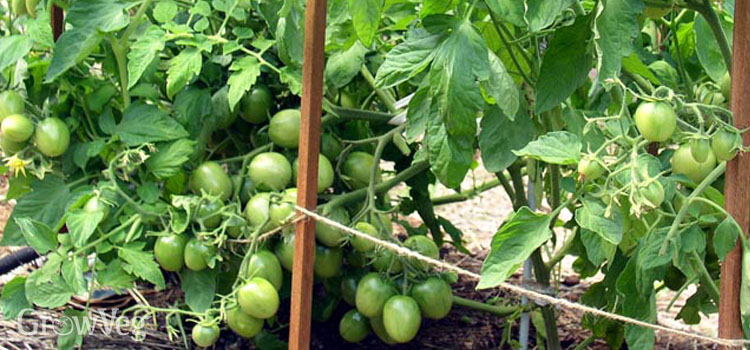 https://gardenplannerwebsites.azureedge.net/blog/tomatoes-green-2x.jpg