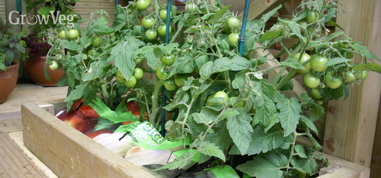 Tomatoes in a growbag