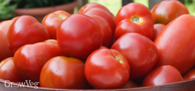 Healthy tomatoes not affected by blight