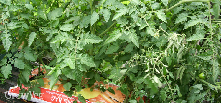 Growing tomatoes in a compost grow bag