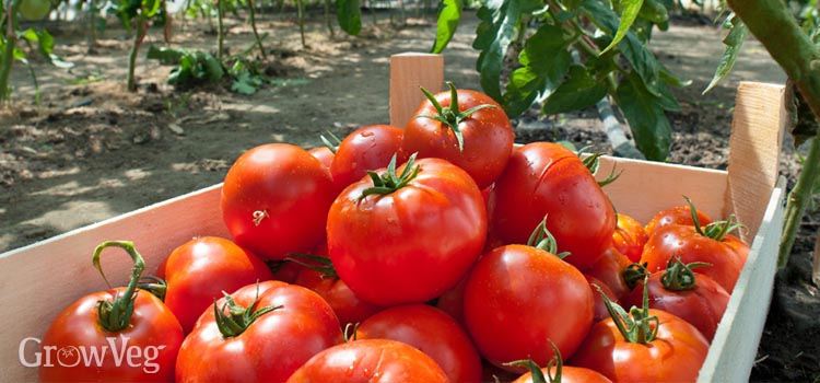 https://gardenplannerwebsites.azureedge.net/blog/tomatoes-in-wooden-crate-2x.jpg