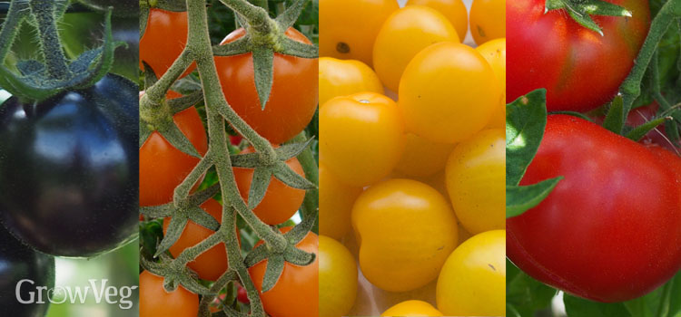 Colorful tomato varieties