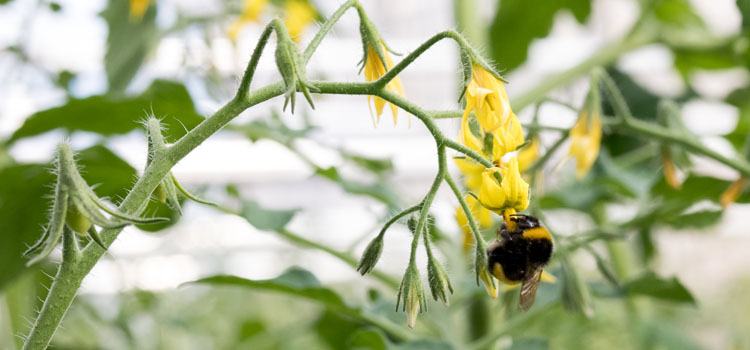 Bumblebee buzz pollinating tomato flowers