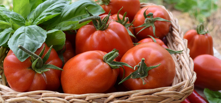 “Tomatoes”