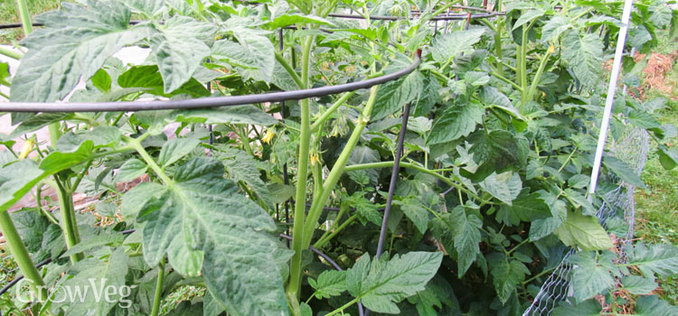 Watering tomato plants