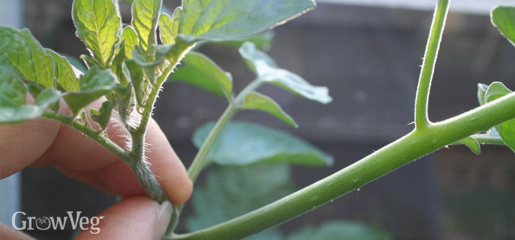 Pruning tomato suckers