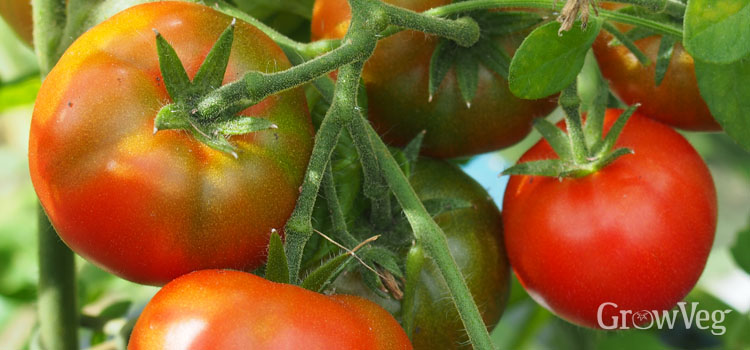 https://gardenplannerwebsites.azureedge.net/blog/tomatoes-ripening-2x.jpg