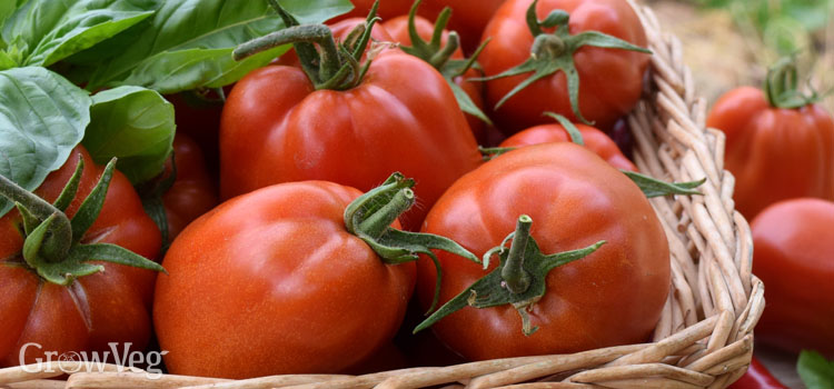 https://gardenplannerwebsites.azureedge.net/blog/tomatoes-sowing-to-harvest-harvested-2x.jpg
