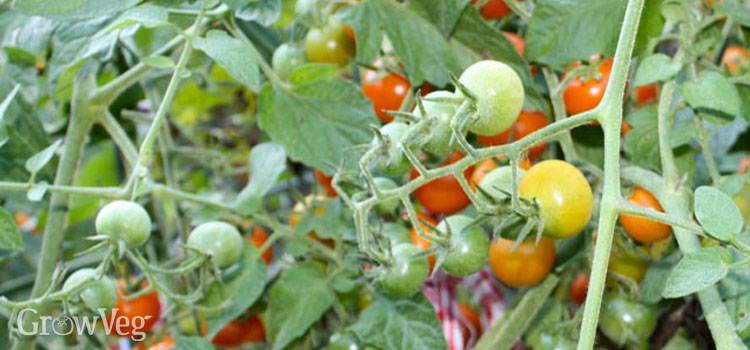 Cherry tomatoes 'Sungold'