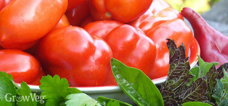Tomato Seeds RESISTANCE TO PHYTOFLUOROSIS 