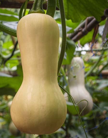Vertically grown butternut squash