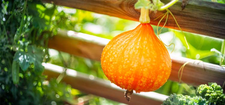 Red Kuri squash