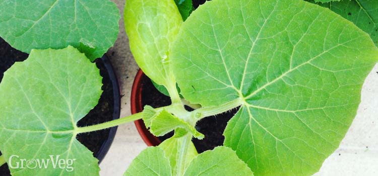 Squash seedlings