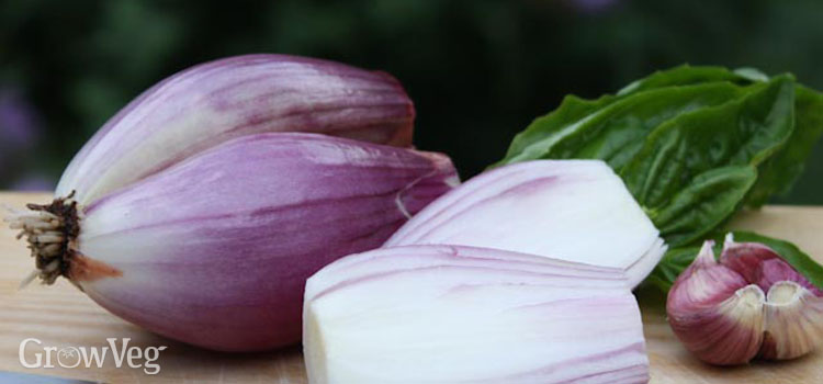 https://gardenplannerwebsites.azureedge.net/blog/torpedo-onions-2x.jpg