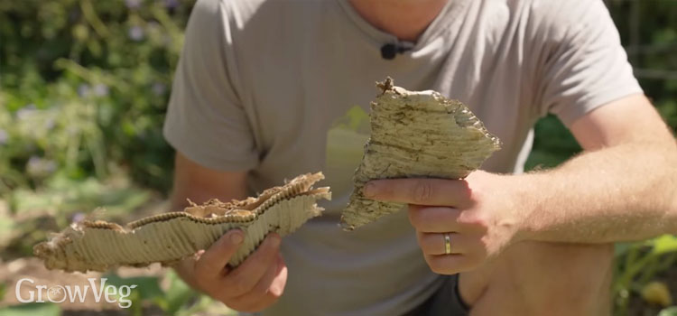 Dried up cardboard