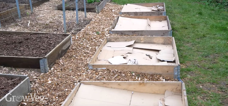 Raised beds lined with cardboard