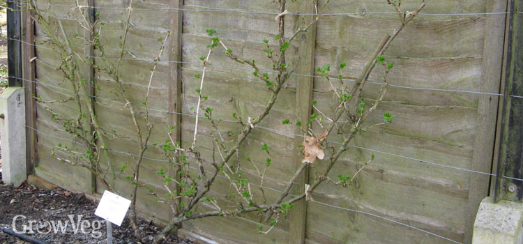Fan-trained gooseberry against a south-facing fence
