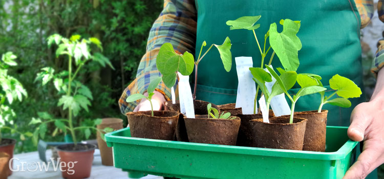 Bean seedlings ready for transplanting outdoors