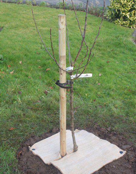Staking young or dwarf fruit trees is essential in a windy garden