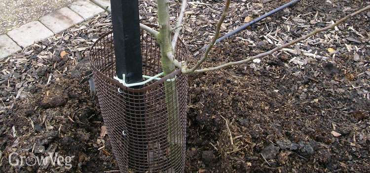 Protecting fruit trees from wind, pests and weeds in winter