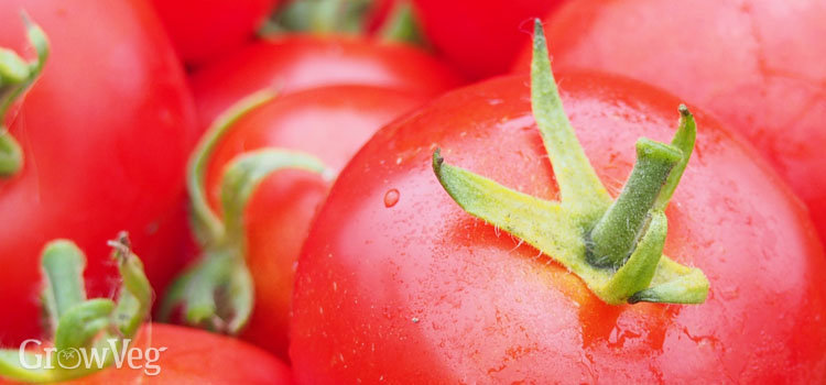 https://gardenplannerwebsites.azureedge.net/blog/trouble-free-tomatoes-fruits-2x.jpg