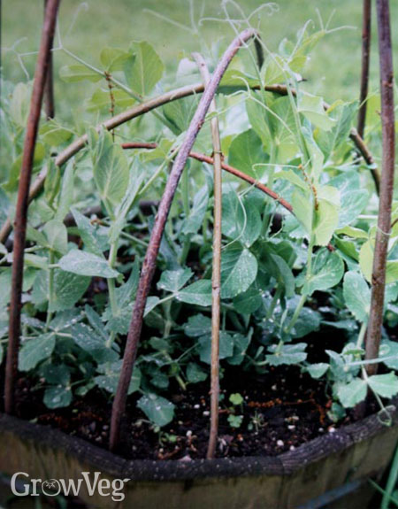 Twig tower for peas