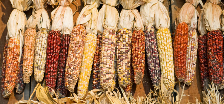 Heirloom varieties of corn