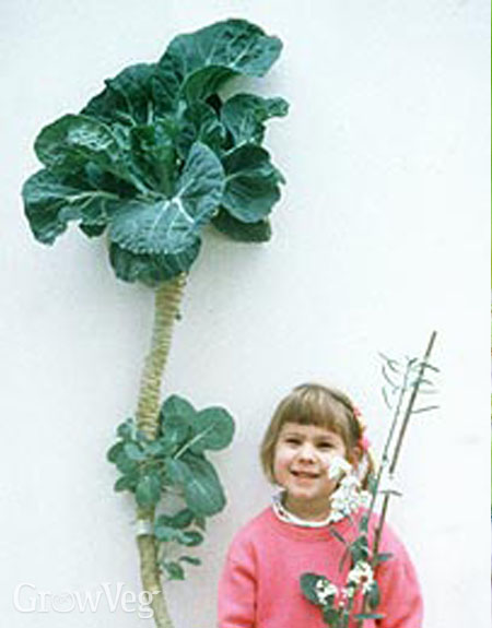 Unvernalised five-year-old cabbage