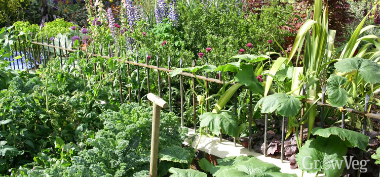 Growing flowers and vegetables together for companion planting