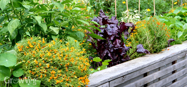 Vegetables and herbs in a small garden space