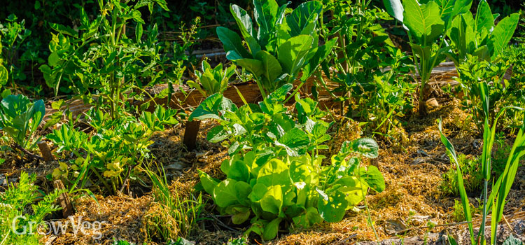Vegetables mulched to preserve soil moisture