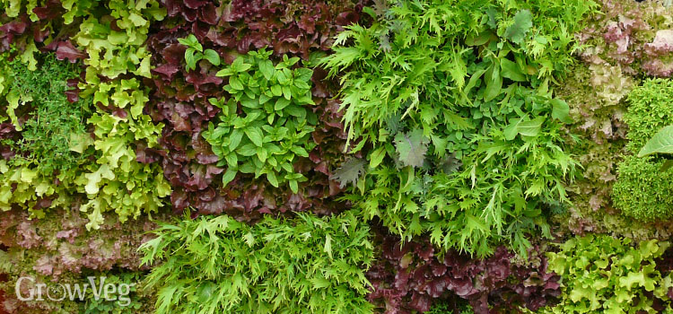 Salads planted vertically on a wall