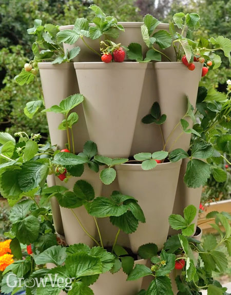 Greenstalk vertical planter