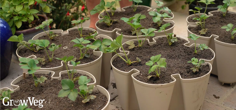 Tiers of a Greenstalk planter before stacking