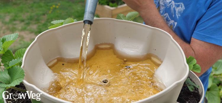 Watering into a Greenstalk planter reservoir